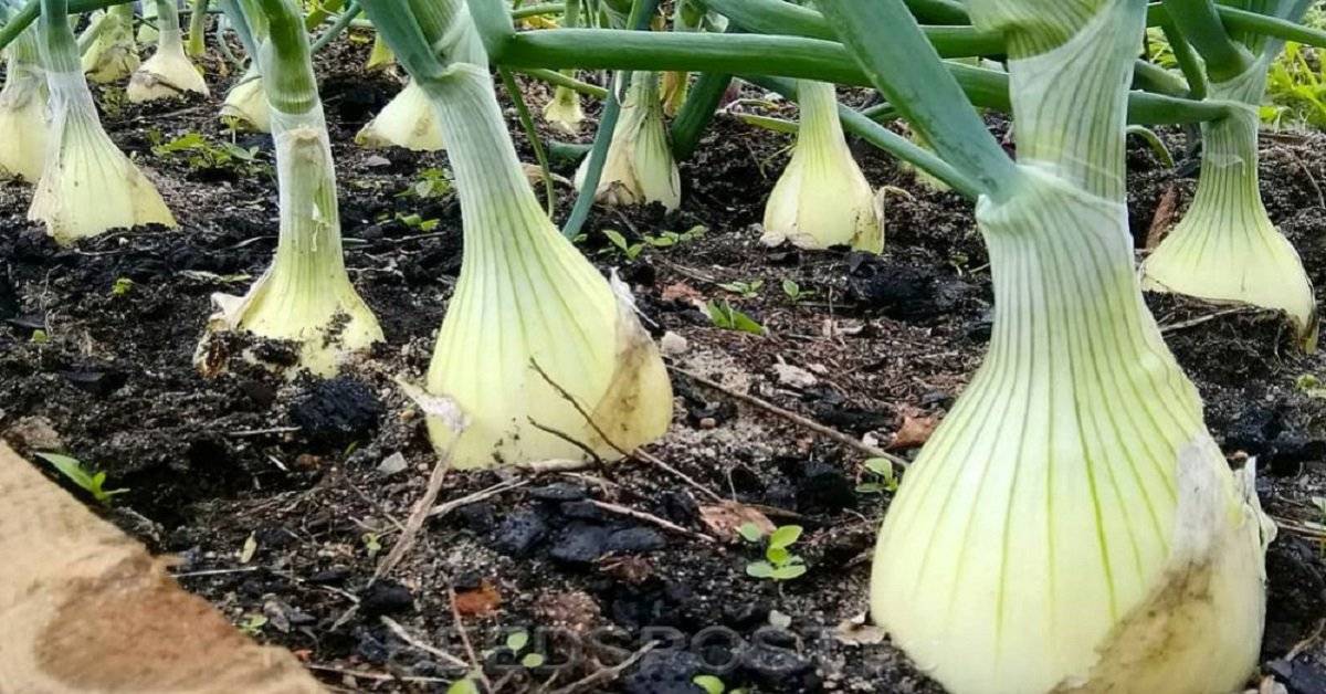 ПОРА СЕЯТЬ ЛУК ЭКСИБИШЕН НА РАССАДУ.Теперь сею только так.Самый лучший и проверенный способ.