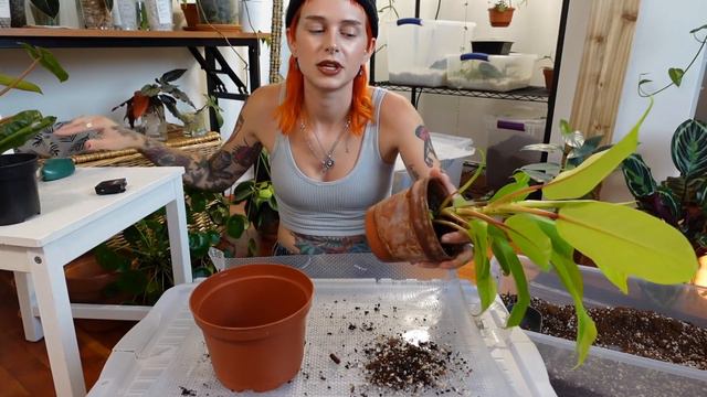 What I've Been Avoiding Talking About | Personal Life Update Repot With Me 🪴