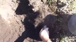 Копаем картошку мотоблоком с распашником(окучником).