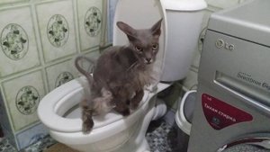 Кот ходит на унитаз 2
