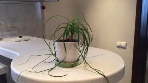 Нолина или бокарнея уход