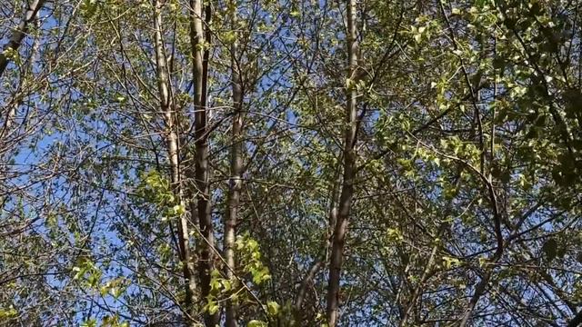 25 мая народный праздник Епифанов День. Рябиновка. Что нельзя делать.. Народные приметы смотреть онлайн