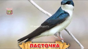 Изучаем слова. Птицы. Обучающее видео для детей.