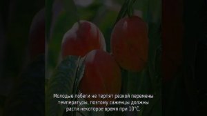 Как вырастить персик из косточки в домашних условиях
