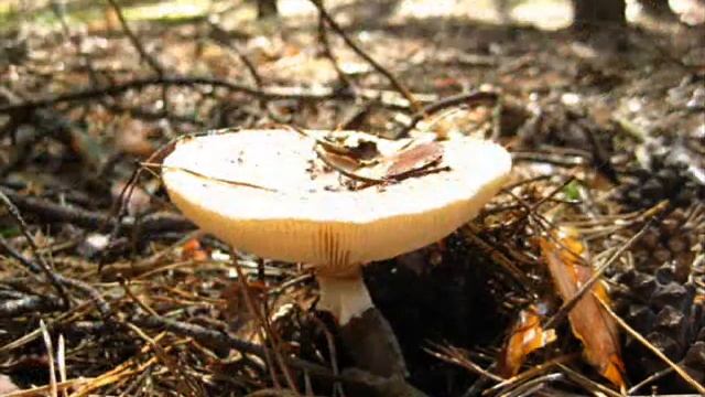 Мой гербарий 1.wmv смотреть онлайн