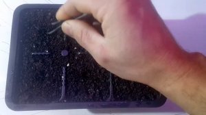 Адениум Тучный или Адениум толстый(Adenium obesum)