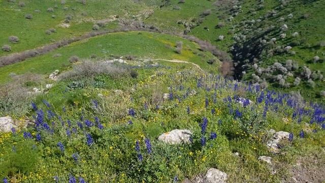 Цветение Люпинов смотреть онлайн