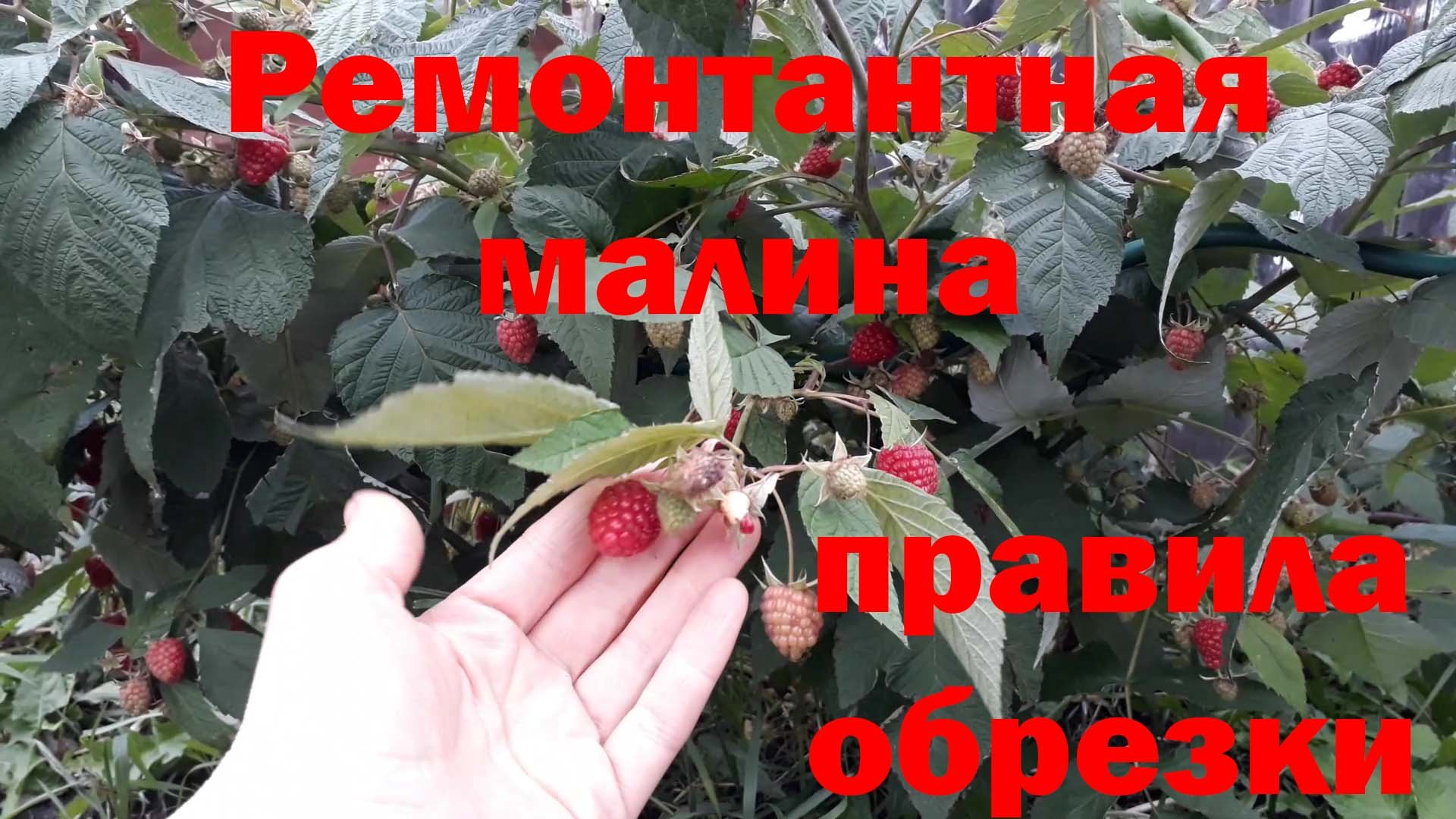 Ремонтантная малина (обрезка осенью)