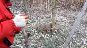 Поймали шакала в капкане!