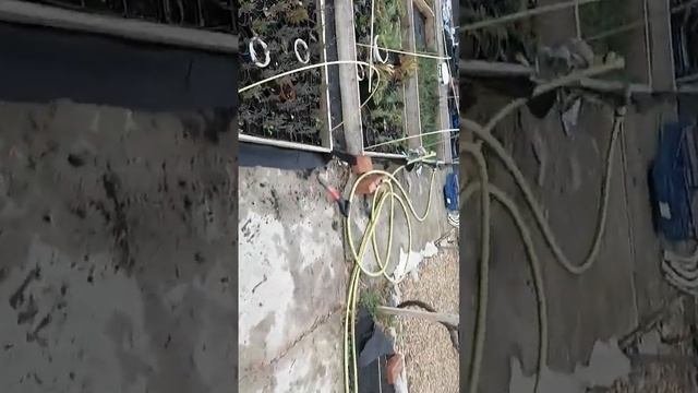 Какие растения легко размножить черенками, а какие  лучше размножать семенами.