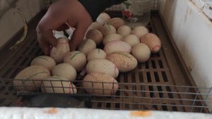 Проверка индюшиных яиц в инкубаторе