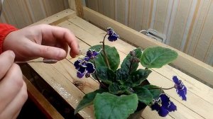 Получаем пасынки фиалки прямо на цветоносах!