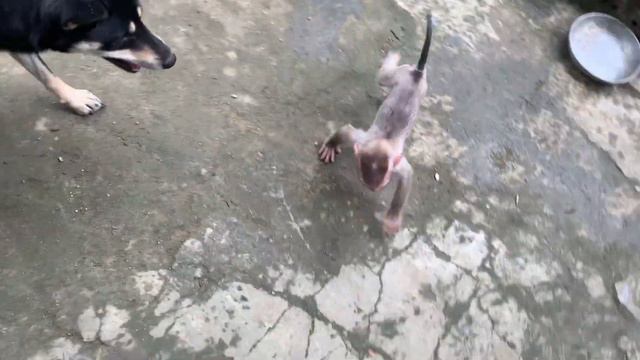 Monkey Bun | The Mother Dog Bit The Baby Monkey And Opened His Mouth In Pain (abandoned Baby Monkey