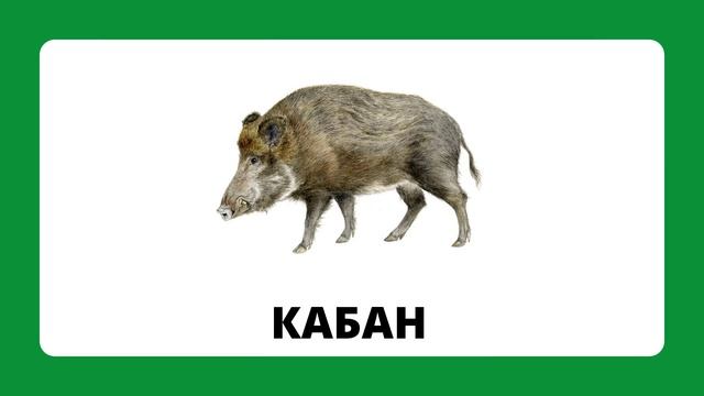 Дикие животные.mp4