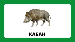 Дикие животные.mp4