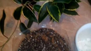 Hoya Macrophylla variegata.  Хойя Макрофила вариегата