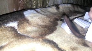 Спиритический сеанс - домовой