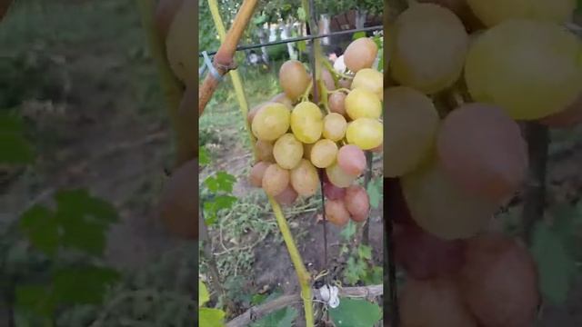 виноград Ливия, Подарок Запорожью. смотреть онлайн