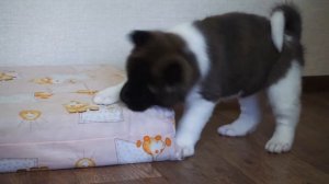 маламут и акита