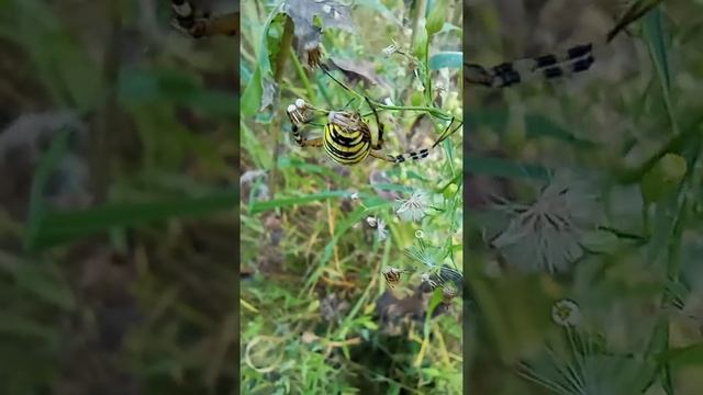 Убийца Аргиопа Брюнниха обзор