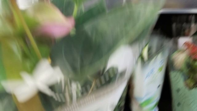 ?Лента⚘Комнатные Цветы?
