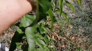 Результат прививки зеленое в зеленое ПЕРСИКА И ГРУШИ.