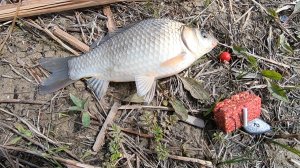 Попал на жор карася в окрестностях реки Дон.Ловля карася на жмых и червя.