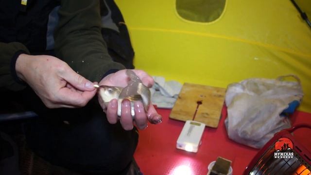 Карась интересные факты смотреть онлайн