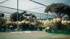 Добро пожаловать в садовый центр Биосфера!