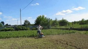 Запахиваем сидераты