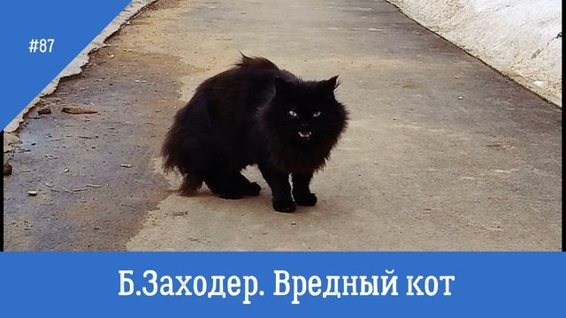 Стихотворение вредный кот