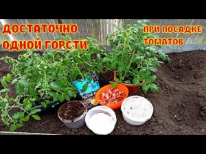 ДОБАВЬ 1 ГОРСТЬ В ЛУНКУ ПРИ ПОСАДКЕ ТОМАТОВ! ПОМИДОРЫ ЗАВАЛЯТ ВАС УРОЖАЕМ! Что добавить в лунку