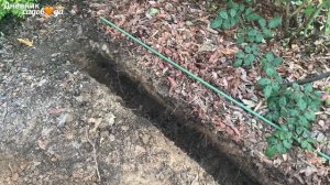 Новые растения для сада. Посадка ели "на холм". Определение сорта. #голубаяель #пихта #бересклет