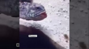 Ржу не могу! ))