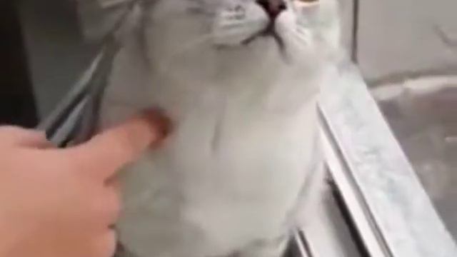 Кот в оцепенении! Смешные животные. - смотреть видео онлайн от «Ответы ...