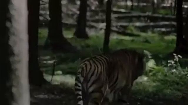 Обычный день из жизни тигра смотреть онлайн