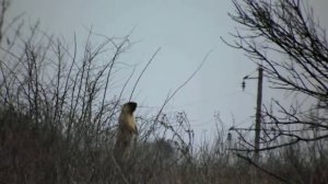 Bobak marmot in NationalPapk Dvorychanski Степной сурок в национальном парке Двуречанский