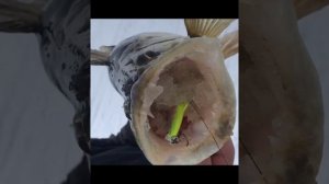 ловля судака на крупные вибы