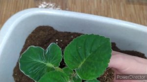 Все сажаю на фитиль,сеянцы,детки,клубни Глоксиний а также БИГОНИИ.