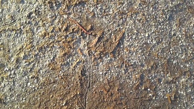 Дождевой червь в мороз на асфальте смотреть онлайн