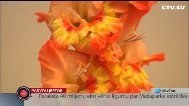 Радуга цветов смотреть онлайн