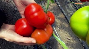 Томат первого и  второго оборота. КС 204 F1. Лучшие томаты для теплицы