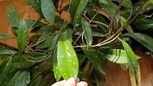 Мои НУ ОЧЕНЬ ВЗРОСЛЫЕ Хойи ???