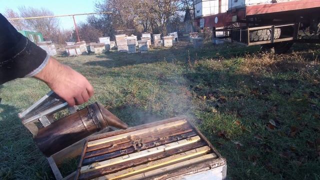 Опыление пчёл обзор что в отводках происходит смотреть онлайн