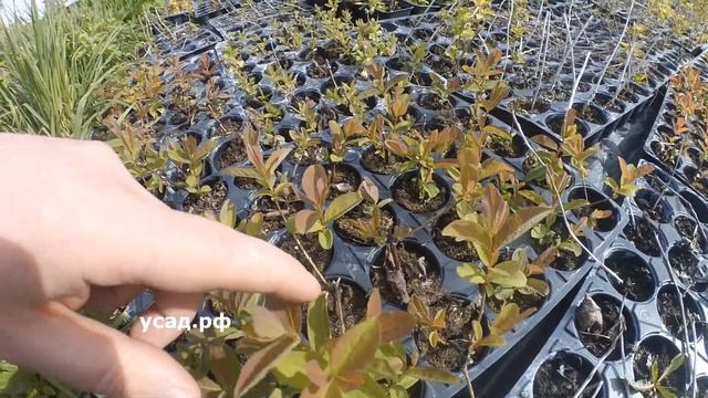 Мужики работают, девчули отдыхают смотреть онлайн