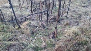 Золотарник против борщевика - эксперимент .