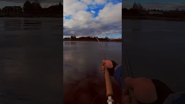 Kola-Salmon 13" 8 rod Opst head line 500 grain is overhead shot 40 metres #flycasting #flyfishing смотреть онлайн