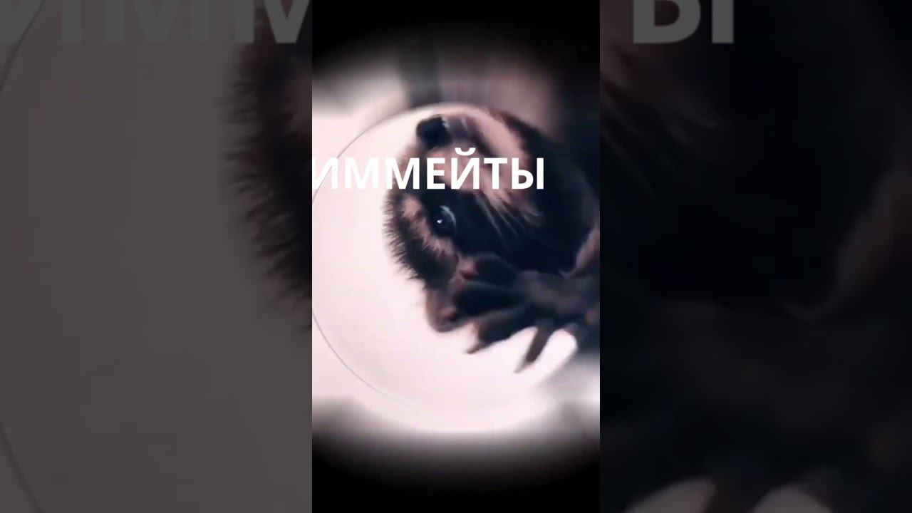 Pedro Pedro War thunder #shorts Pedro Raccoon dancing смотреть онлайн