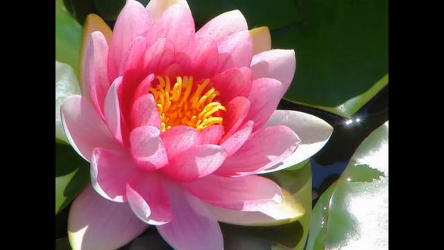 Красивые картинки смотреть онлайн