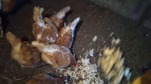 Полезная подкормка дя кур
